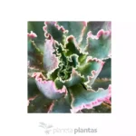 Echeveria Neon Breakers - Imagen 3
