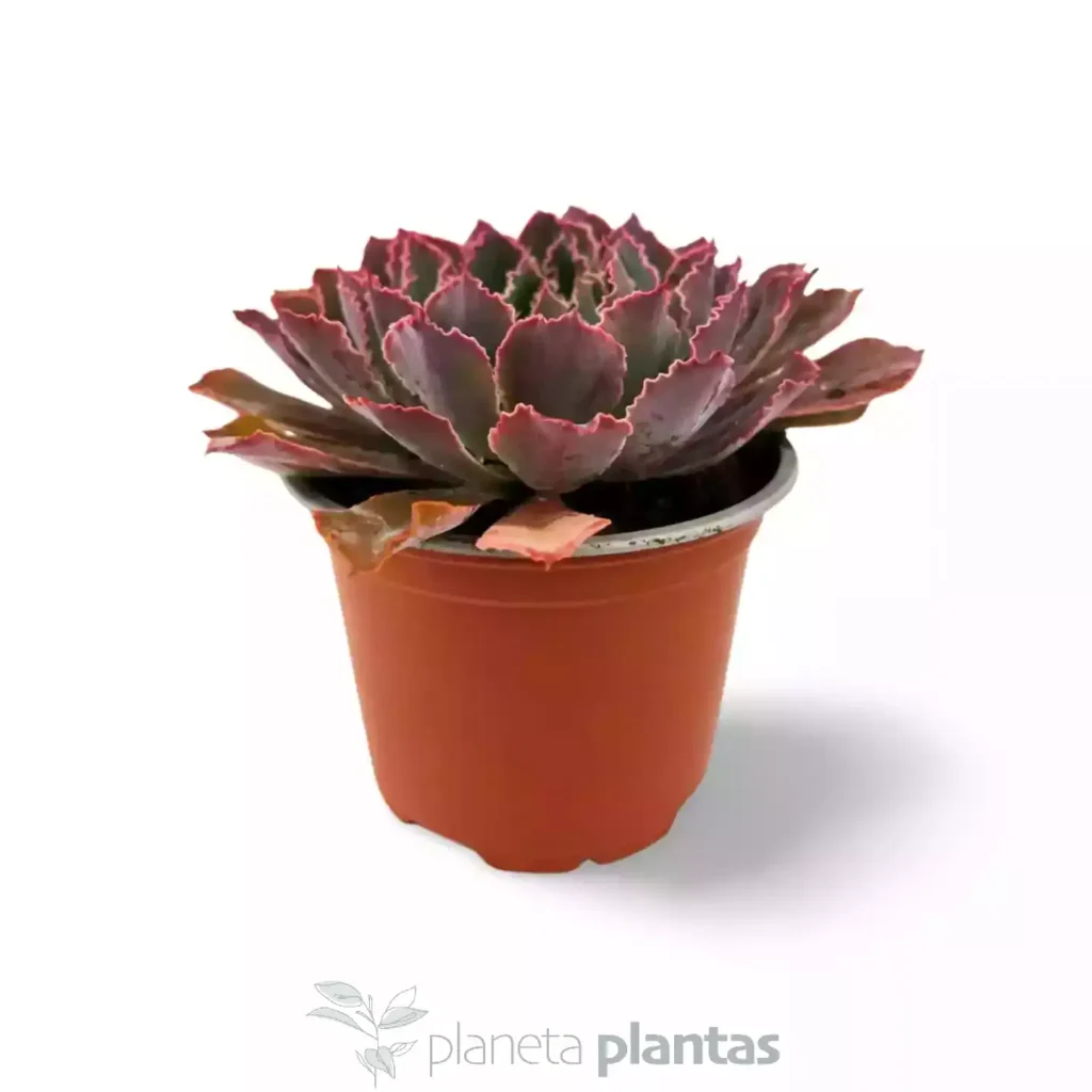 Echeveria Neon Breakers - Suculentas y Cactus directos del Productor