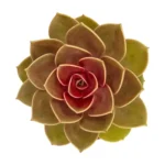 Echeveria Rob Roy - Imagen 4