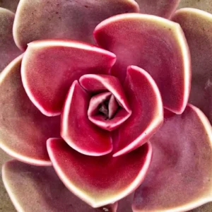 Echeveria Rob Roy Linda Jean 2 - Suculentas y Cactus directos del Productor