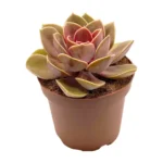 Echeveria Rob Roy - Imagen 3