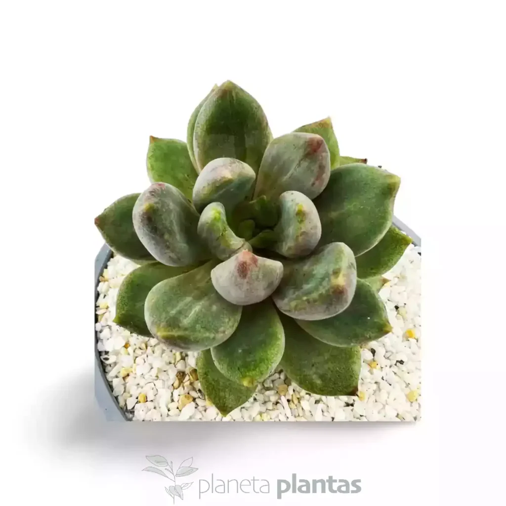 Echeveria Tolimanensis Dark Red - Suculentas y Cactus directos del Productor