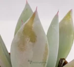 Echeveria Agavoides - Imagen 5