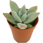 Echeveria Agavoides