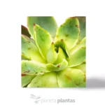 Echeveria candy - Imagen 3