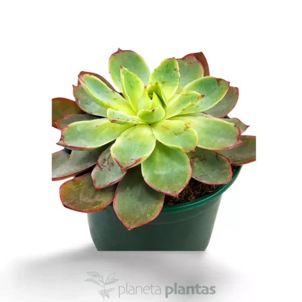 Echeveria candy