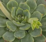Echeveria Minima - Imagen 4