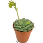 Echeveria Minima