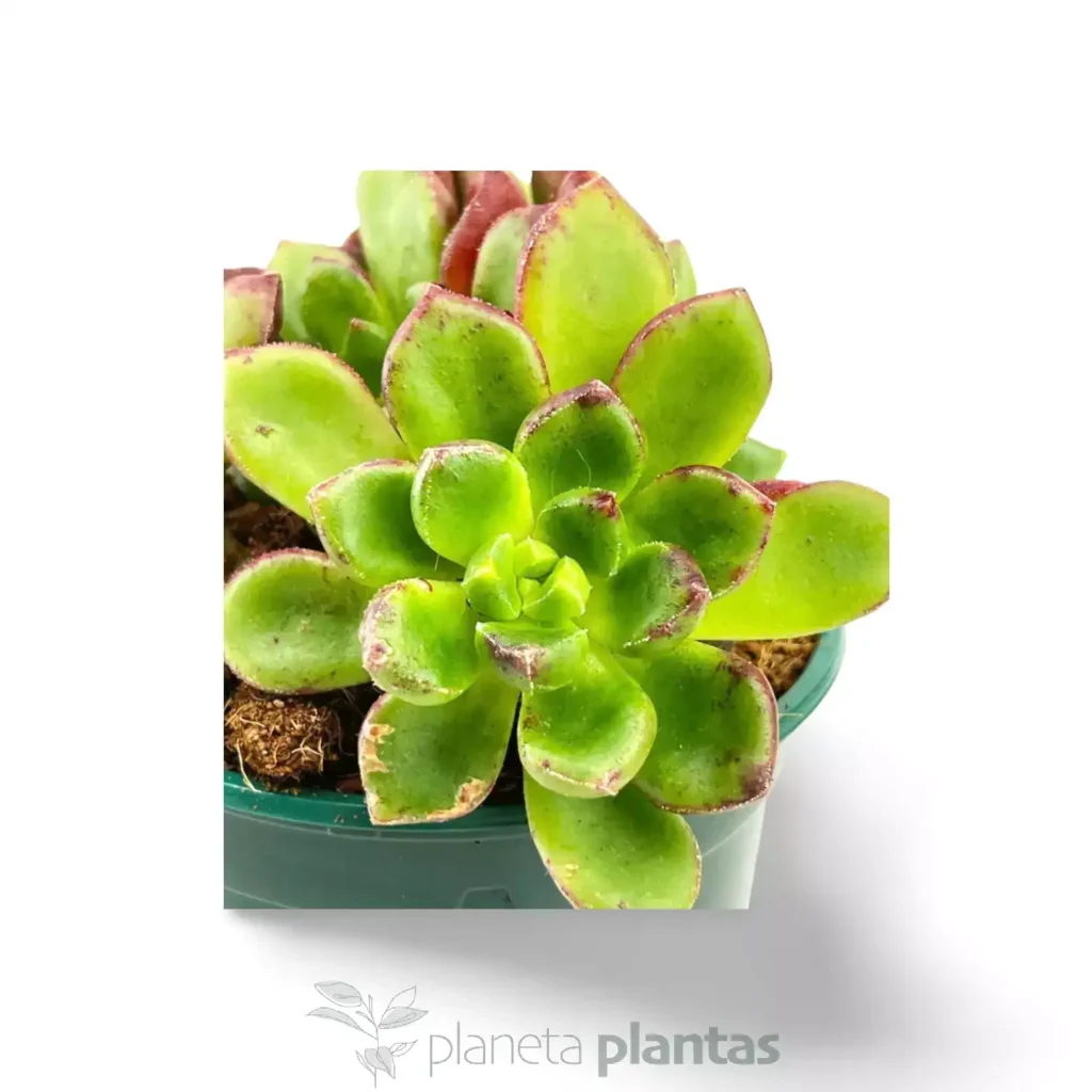 Echeveria multicaulis rosa de cobre 02 - Suculentas y Cactus directos del Productor