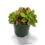 Echeveria multicaulis - rosa de cobre - Imagen 3
