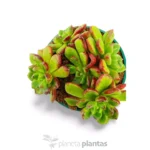 Echeveria multicaulis - rosa de cobre - Imagen 2