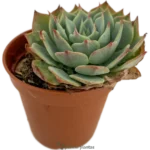 Echeveria Secunda