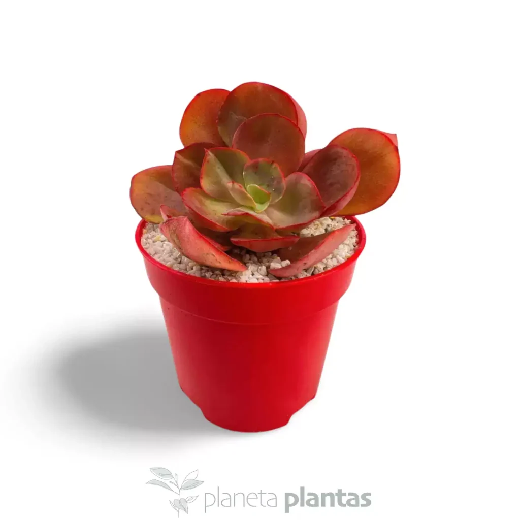 Echeveria suyon 02 - Suculentas y Cactus directos del Productor