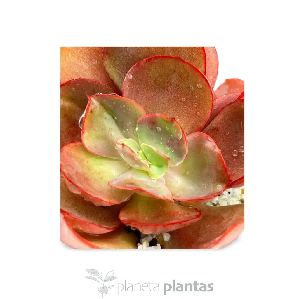 Echeveria suyon - Suculentas y Cactus directos del Productor