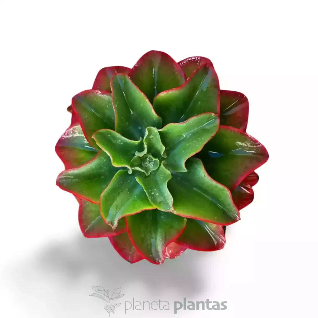 Echeveria triquiana 02 - Suculentas y Cactus directos del Productor