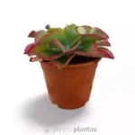 Echeveria Triquiana - Imagen 2