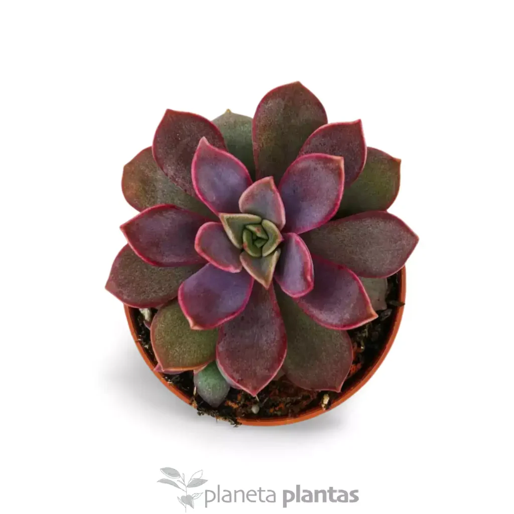 Echeveria Perla Purpura - Suculentas y Cactus directos del Productor