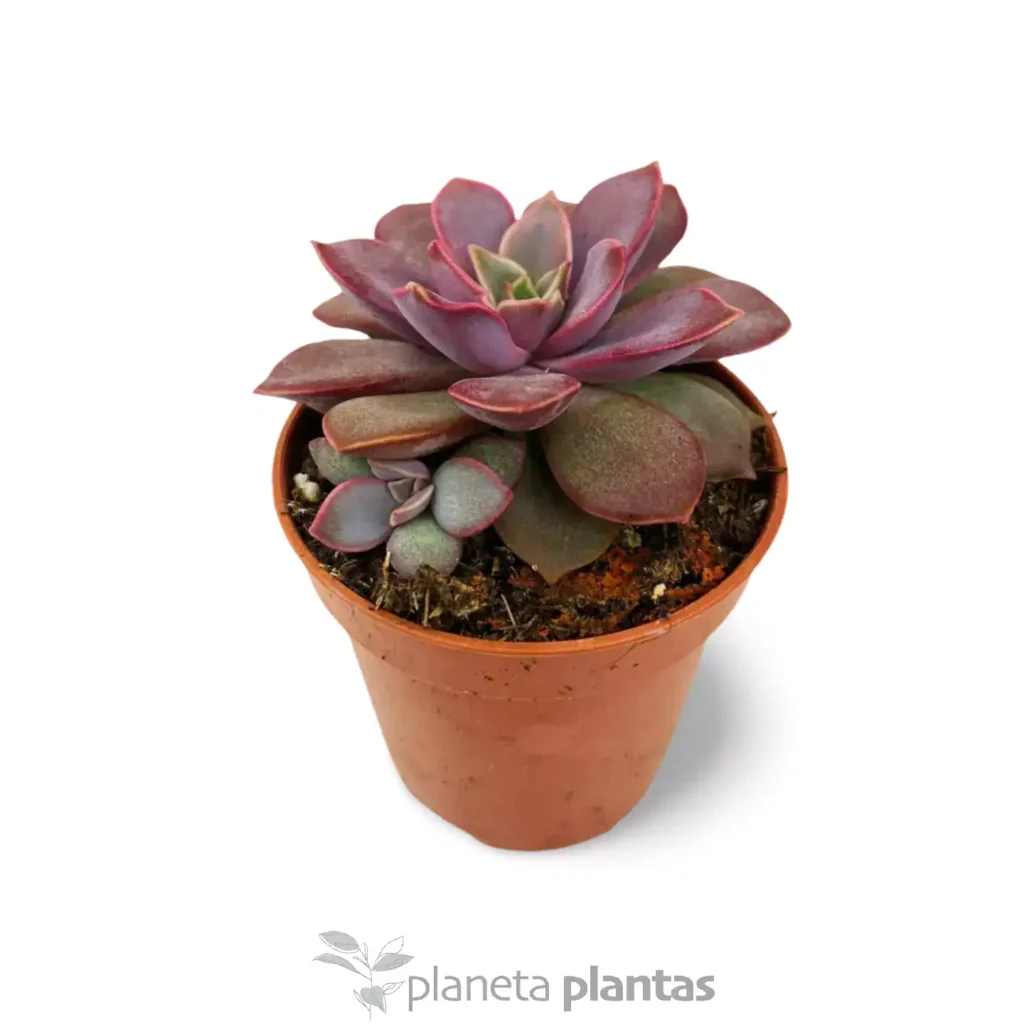 Echeveria Perla Purpura 2 - Suculentas y Cactus directos del Productor