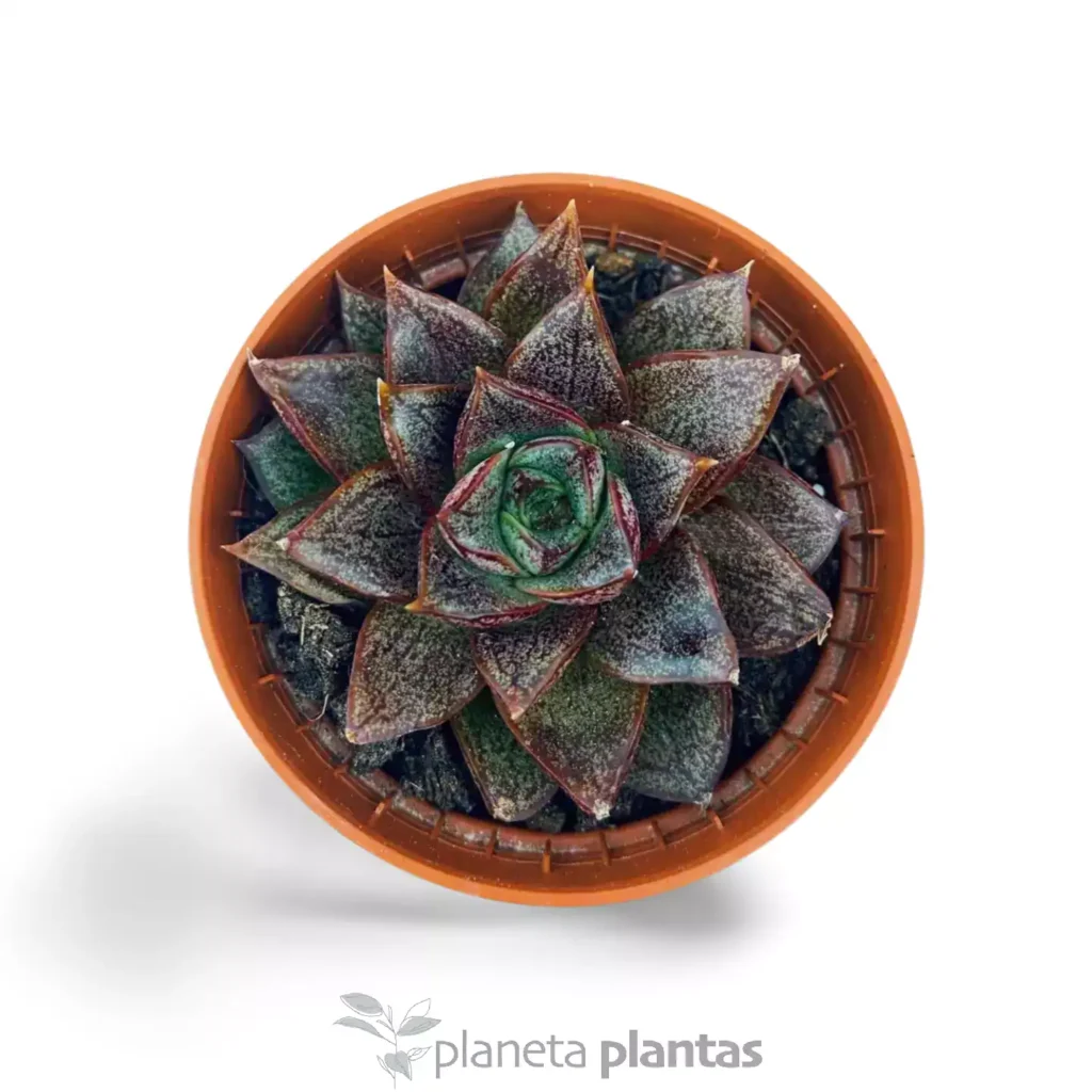 Suculentas y Cactus - Suculentas y Cactus directos del Productor Echeveria Purpusorum - Suculentas y Cactus directos del Productor