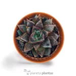 Echeveria Purpusorum