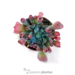 Echeveria Trumpet Pinky