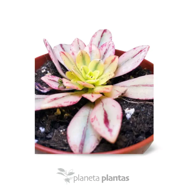 Echeveria Hanaikada Variegata