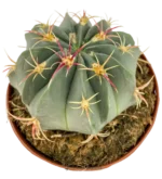 Echinocactus Texensis - Imagen 2