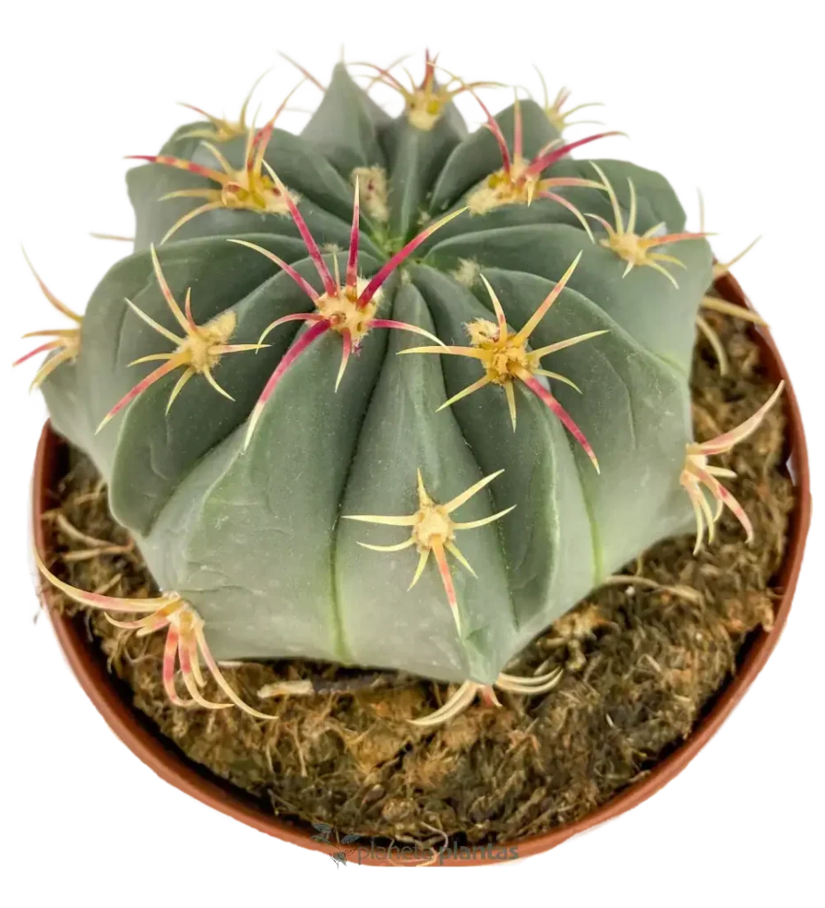 Echinocactus texensis 01 - Suculentas y Cactus directos del Productor