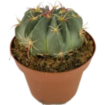 Echinocactus Texensis