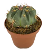 Echinocactus Texensis
