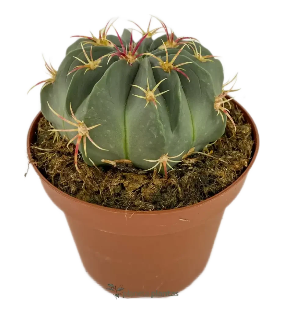 Echinocactus texensis - Suculentas y Cactus directos del Productor