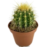 Barril De Oro - (Echinocactus Grusonii  Al)