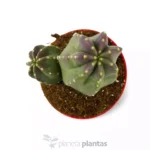 Echinocereus Coccineus DUO - Imagen 3