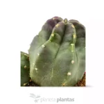 Echinocereus Coccineus DUO - Imagen 2