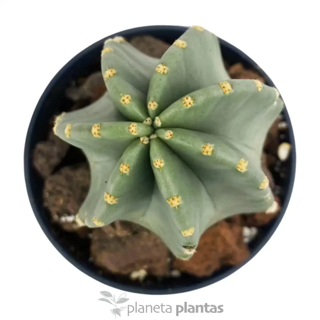 Echinocereus coccineus - Suculentas y Cactus directos del Productor