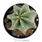 Echinocereus Coccineus