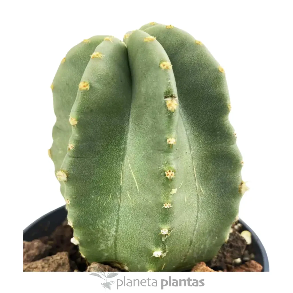 Echinocereus coccineus 3 - Suculentas y Cactus directos del Productor
