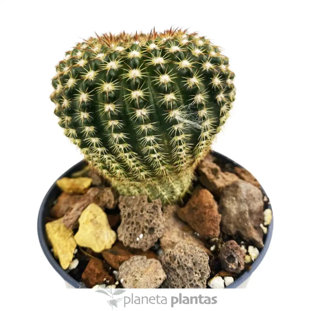 Echinocereus reichenbachii 2 - Suculentas y Cactus directos del Productor