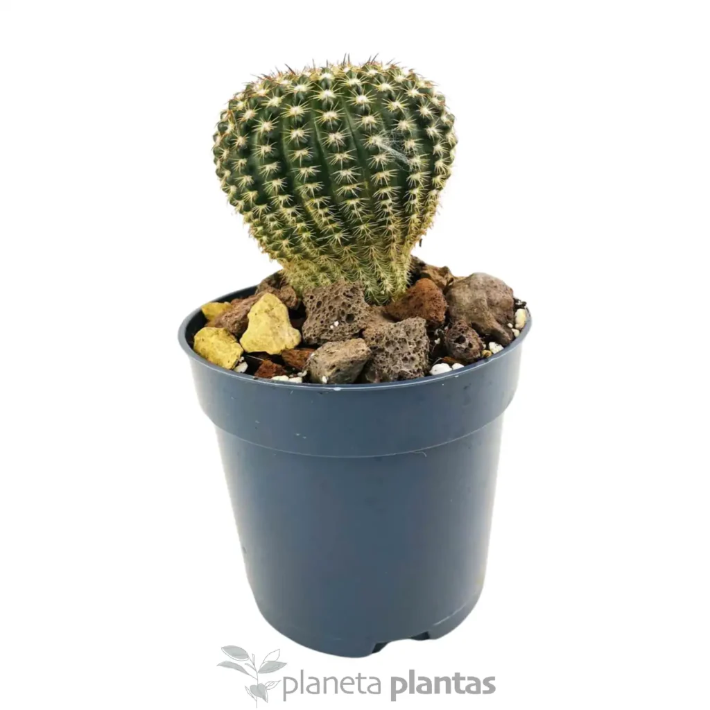 Echinocereus reichenbachii 3 - Suculentas y Cactus directos del Productor