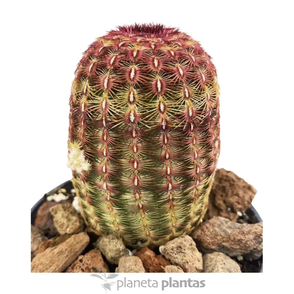 Echinocereus rigidissimus rubispinus - Suculentas y Cactus directos del Productor