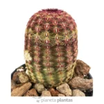 Echinocereus Rigidissimus Rubispinus - Imagen 2