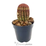 Echinocereus Rigidissimus Rubispinus - Imagen 3