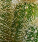 Cactus Erizo - (Echinopsis Candicans ) - Imagen 2