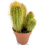 Cactus Erizo - (Echinopsis Candicans )