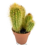 Cactus Erizo - (Echinopsis Candicans )