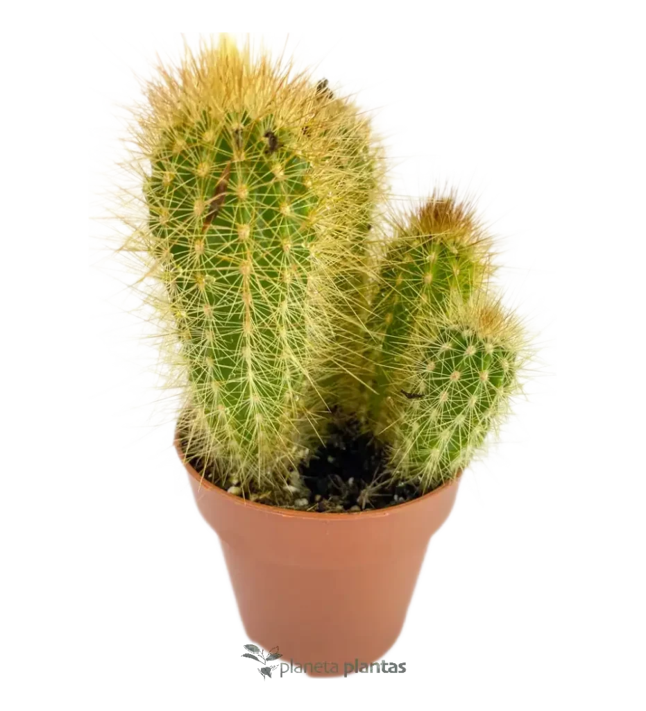 Echinopsis candicans - Suculentas y Cactus directos del Productor