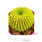 Echinopsis oxygona