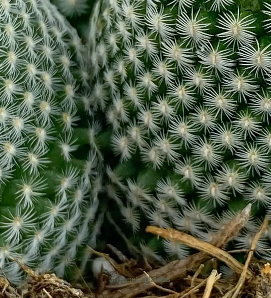 Epithelantha micromeris 01 - Suculentas y Cactus directos del Productor
