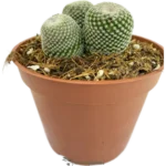 Epithelantha Micromeris