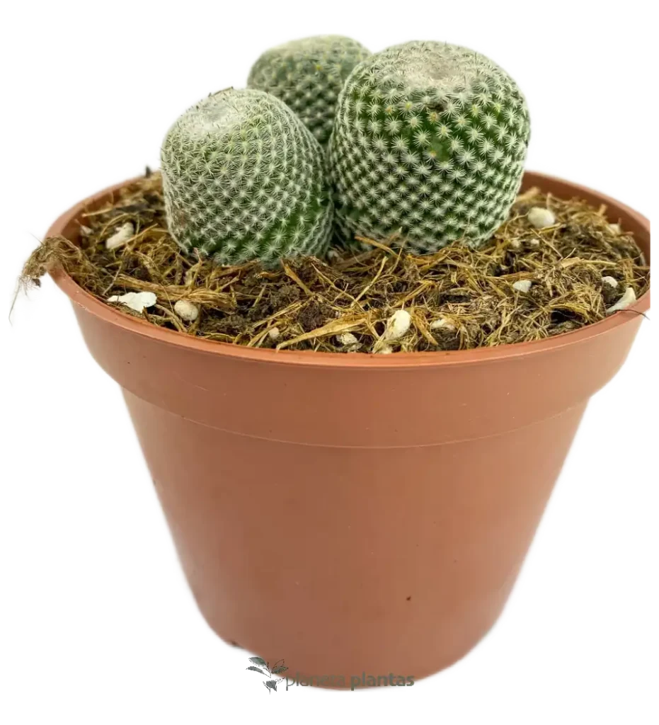 Epithelantha micromeris - Suculentas y Cactus directos del Productor
